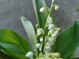 Bon 1er Mai