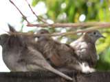 Oiseaux de mon jardin