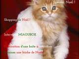 Nouvelle Recette Pour Chat