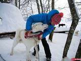 Chien de traineau dans le Jura