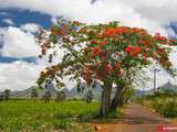 Flamboyants en fleurs