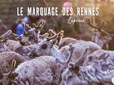 Marquage des rennes en Laponie