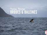 Voir les orques et les baleines en Norvège