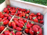 Gariguette : Une Fraise d’Exception Fête ses 50 Ans