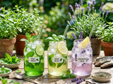 Origine et Recettes de Trois Infusions Froides avec des Herbes Aromatiques