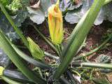 On cuisine quoi avec la courgette