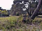 Omelette aux asperges sauvages et ballade dans la garrigue