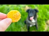 Biscuits pour Chien Fait maison Friandises Si Saines et Bonnes que vous pouvez les manger aussi