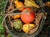 Cucurbitacées & légumes d’Halloween