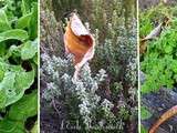 Soupe de lentilles aux herbes