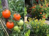 Tartelettes aux tomates cerises confites et chèvre frais