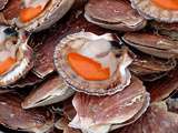 Comment cuire des coquilles Saint-Jacques