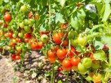 Arrosage des tomates en été : à quelle fréquence pour éviter les maladies