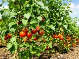Ce mercredi, faites ces 3 gestes simples pour sauver vos tomates du mildiou tout l’été