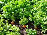 Comment je prépare mon potager en août pour récolter plus à l’automne