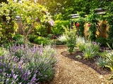 Conseils de grand-mère pour un jardin résistant à la sécheresse