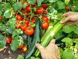 Erreurs à éviter absolument au moment de récolter tomates et courgettes