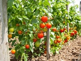 Erreurs que j’ai faites en cultivant mes tomates (et comment je les ai corrigées)