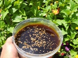 Infusions maison pour plantes : j’ai testé (et validé) le thé de compost