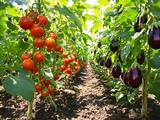 J’ai séparé tomates et aubergines au potager (et mes récoltes sont enfin saines)