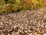 Je prépare mon paillage maison avant les semis de rentrée (et mon sol reste vivant tout l’automne)