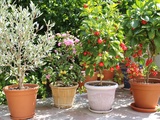 Mini-verger en pot : ces arbres fruitiers qui résistent aux étés brûlants