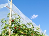 Orages d’été : voici comment j’ai protégé mes tomates avec un bon tuteurage et un filet anti-grêle