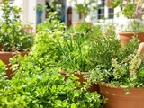 Plantes et herbes que je cultive pour cuisiner grec toute l’année