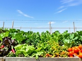 Potager en carrés : les 5 légumes que je recommande à tout débutant