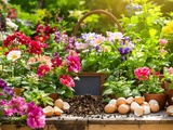 Pourquoi j’ai arrêté de mettre du marc de café sur toutes mes plantes