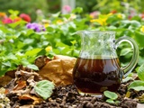Thé de compost : l’élixir secret pour booster toutes vos plantations