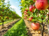 Voici comment j’ai sucré mes pommes malgré la sécheresse : 2 gestes simples au verger