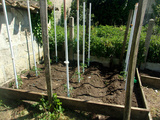 Potager, et un bon dimanche