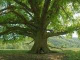 Blog = un arbre