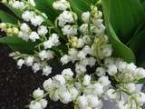 Muguet porte bonheur du 1°mai