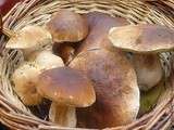 Cueillettes de champignons