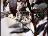 Fleurs du jardin sous la neige