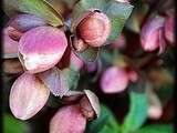 Fleurs du Jardin