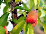 Fruits et légumes du jardin