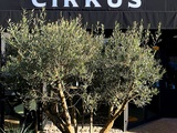 Restaurant  Cirkus  à Meaux