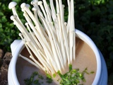 Velouté de champignons bruns et haricots blancs