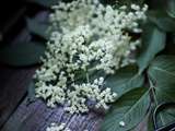 Sirop de fleurs de sureau