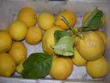 Marmelade de citrons