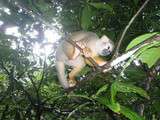 Voyage en Guyane i'îlet de la Mère (ou l'île au singe)