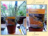 Plante aromatique de curry