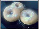 Donuts