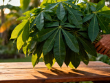 Feuille de manioc : usages, bienfaits et idées de recettes