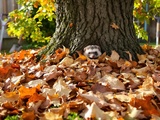 Ils dorment sous vos feuilles : ne touchez surtout pas aux hérissons en septembre