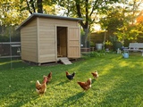 Ils élèvent des poules chez eux : la vraie raison va vous surprendre