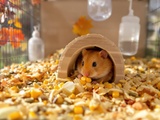 « Mon hamster devient fou à l’automne » : le comportement qui intrigue les experts
